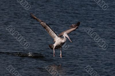 Spot Billed Pelican