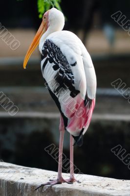 Painted Storks
