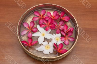 Frangipani
