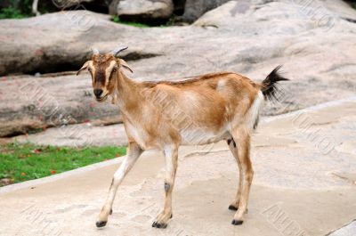Goat