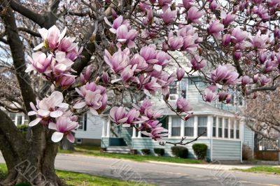 Cherry Blossom
