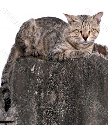 CAt on the wall