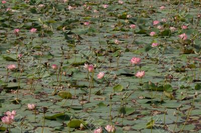 Lotus Pond
