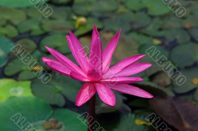 Pink Lily