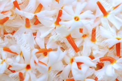 Jasmine