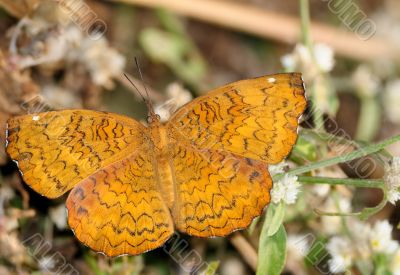 Common Castor