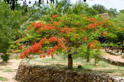 Beautiful gulmohar flower on a bright sunny day