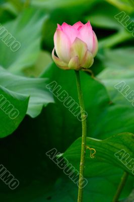 Lotus