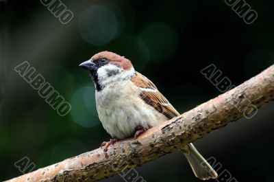 Sparrow