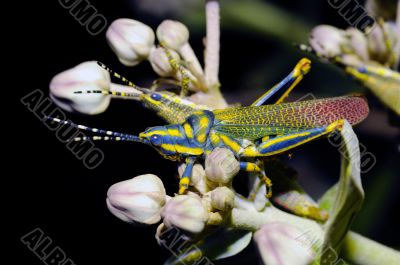 Painted Grasshopper