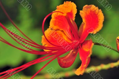 Gulmohar