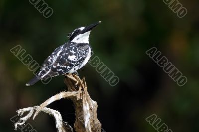Pied Kingfisher
