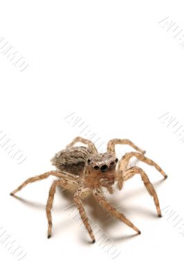 Spider