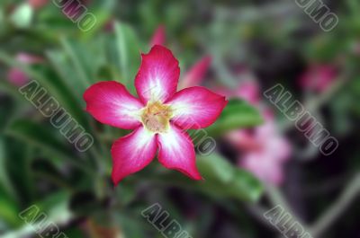 Desert Rose