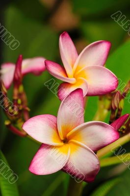 Frangipani