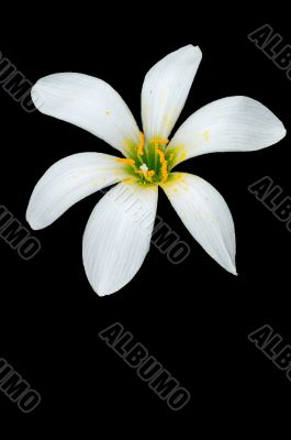 Rain Lily