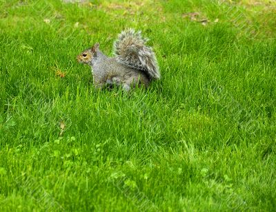 Squirrel