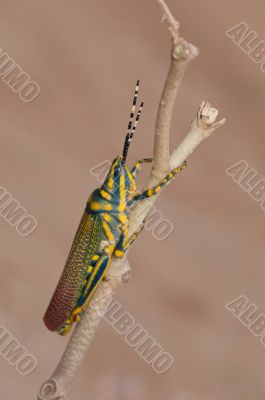 Painted Grasshopper