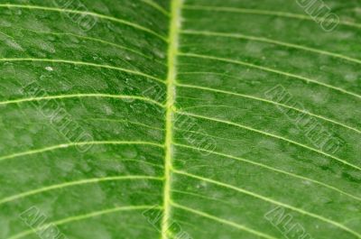 Leaf