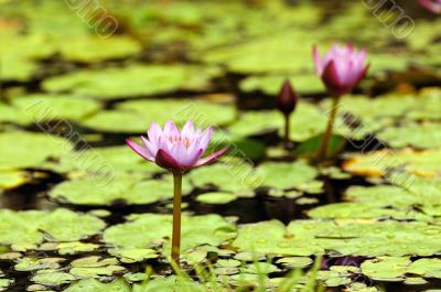 Water Lily