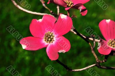 Spring Flower