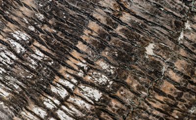 Palm Bark