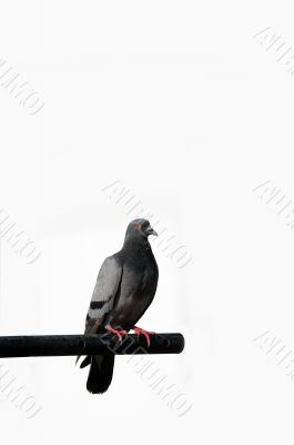 Pigeon