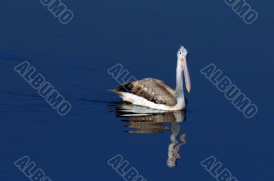 spot billed pelican