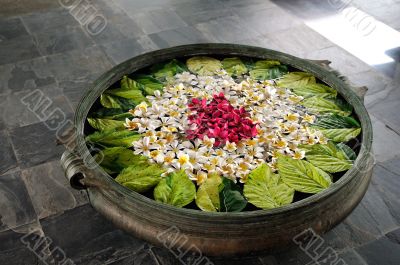 frangipani