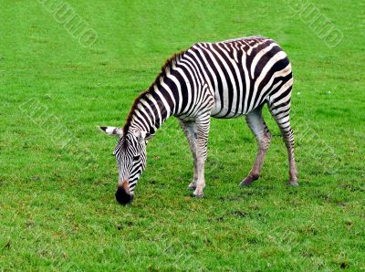 Zebra