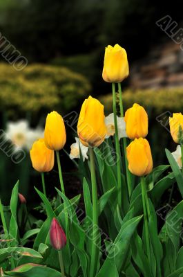 Tulips