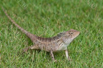 Garden Lizard