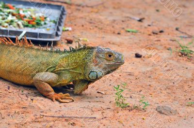 Iguana