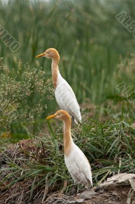 Cattle Egret