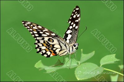 Lime Butterfly