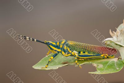 Painted Grasshopper