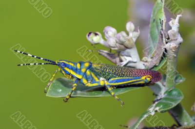 Painted Grasshopper