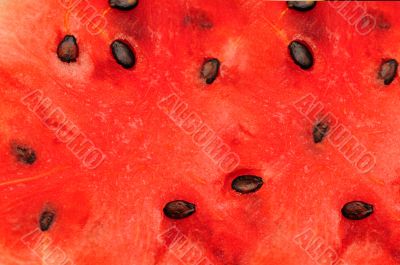 Water melon