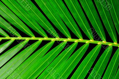 Palm Leaf
