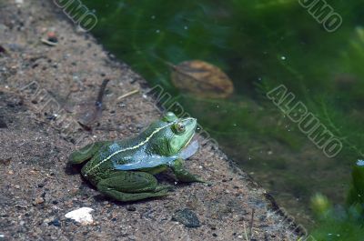Green frog