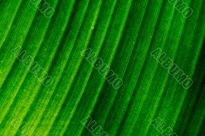 Texture