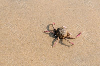 Crab