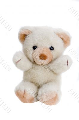Teddy
