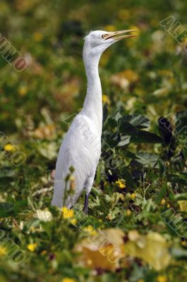 Egret