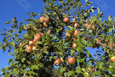 Apples on the Tree