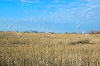 Dry Land