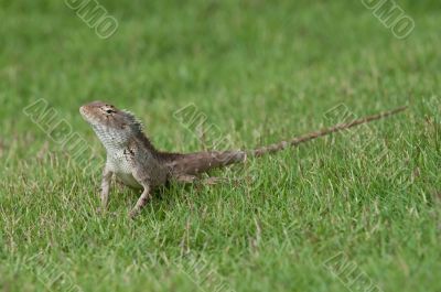 Garden Lizard