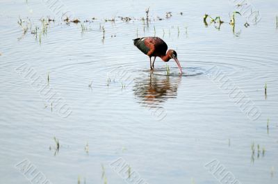 Glossy Ibis