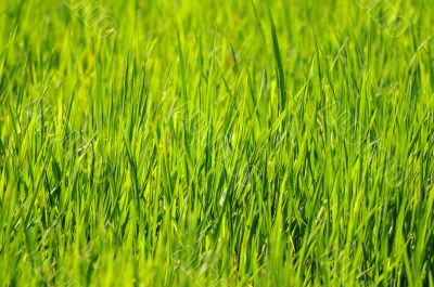 Green Grass