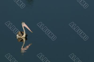 Spot Billed Pelican